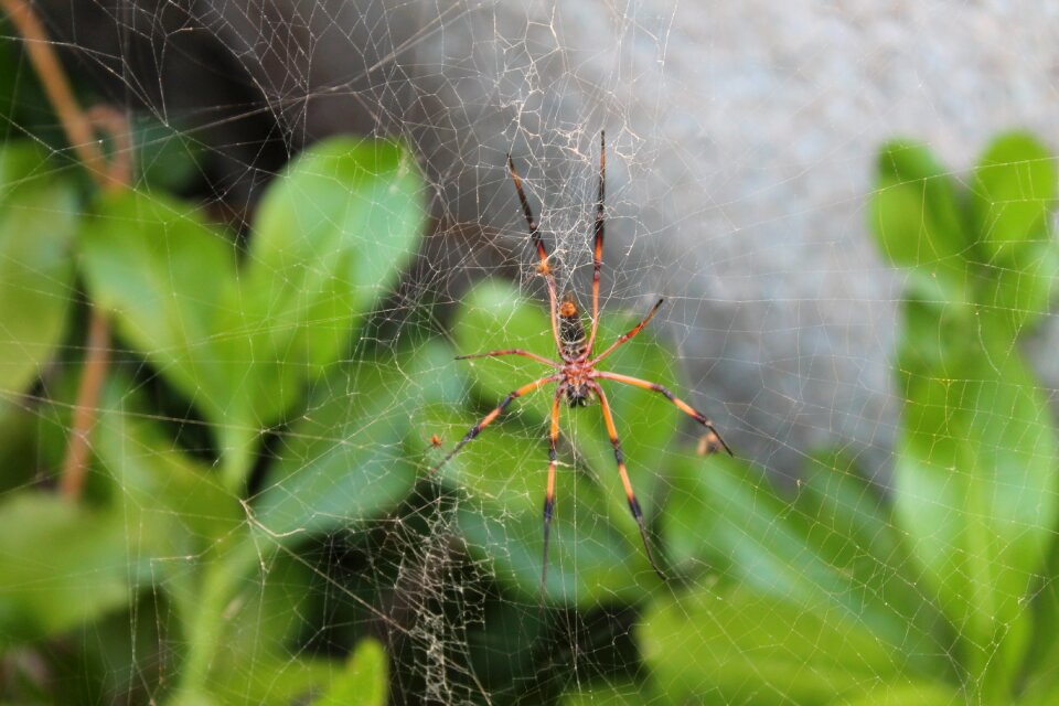 Spider silver cove seychelles