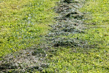 Hay mowed grass