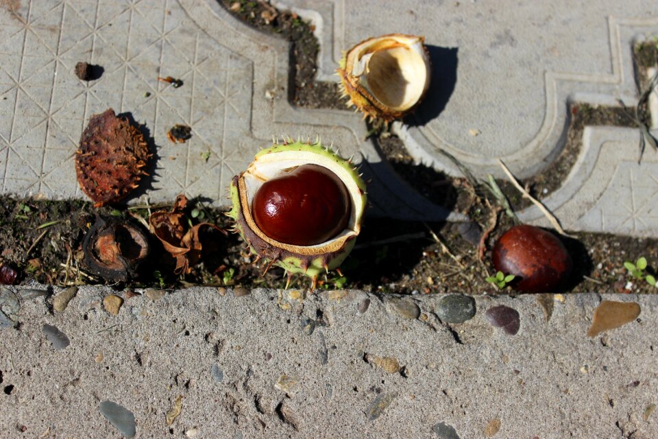 Buckeye walnut autumn