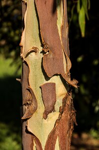 Brown green tree