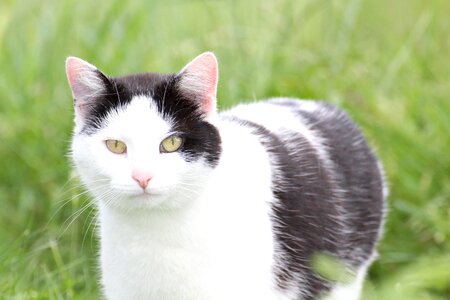 Domestic cat animal mieze