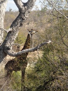Wild animal national park south africa