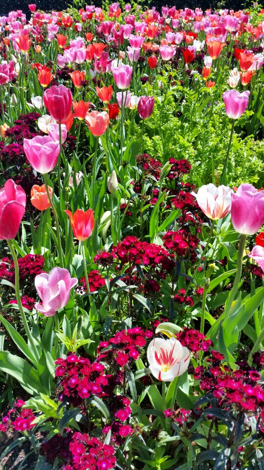 Nature spring flowers blooming photo