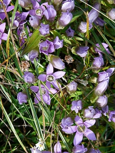 Fringed gentian alpine flower blossom