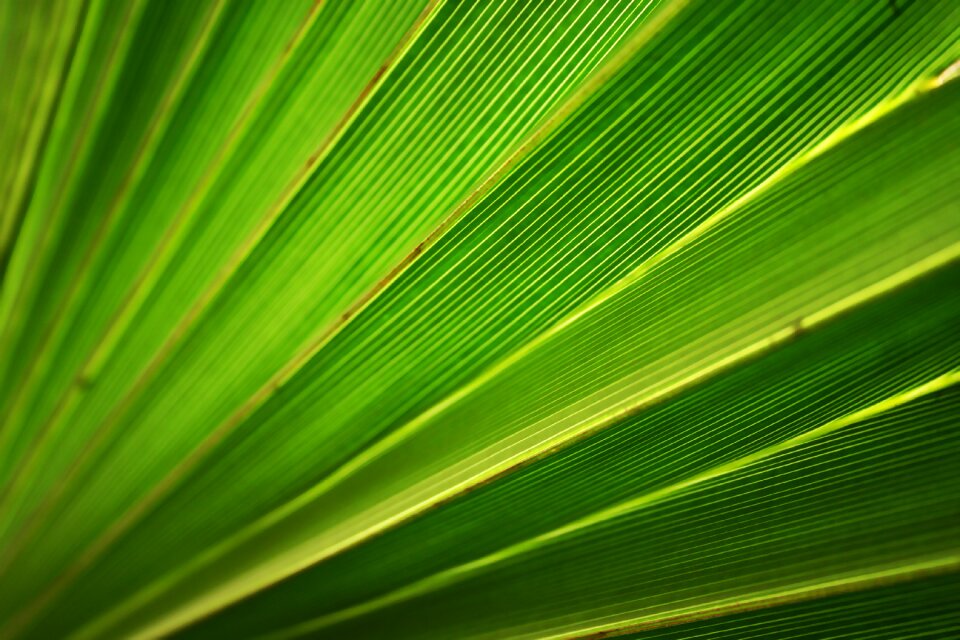 Plant green nature