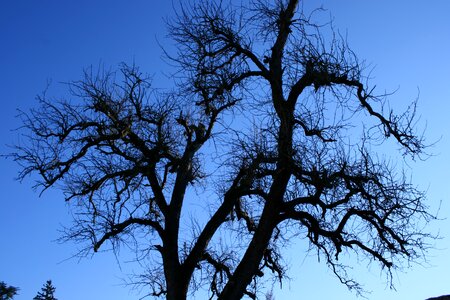 Tree branch sky photo