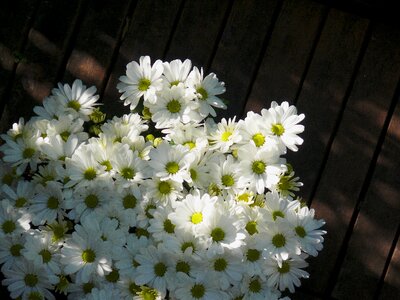 Balcony plant flowers flower box
