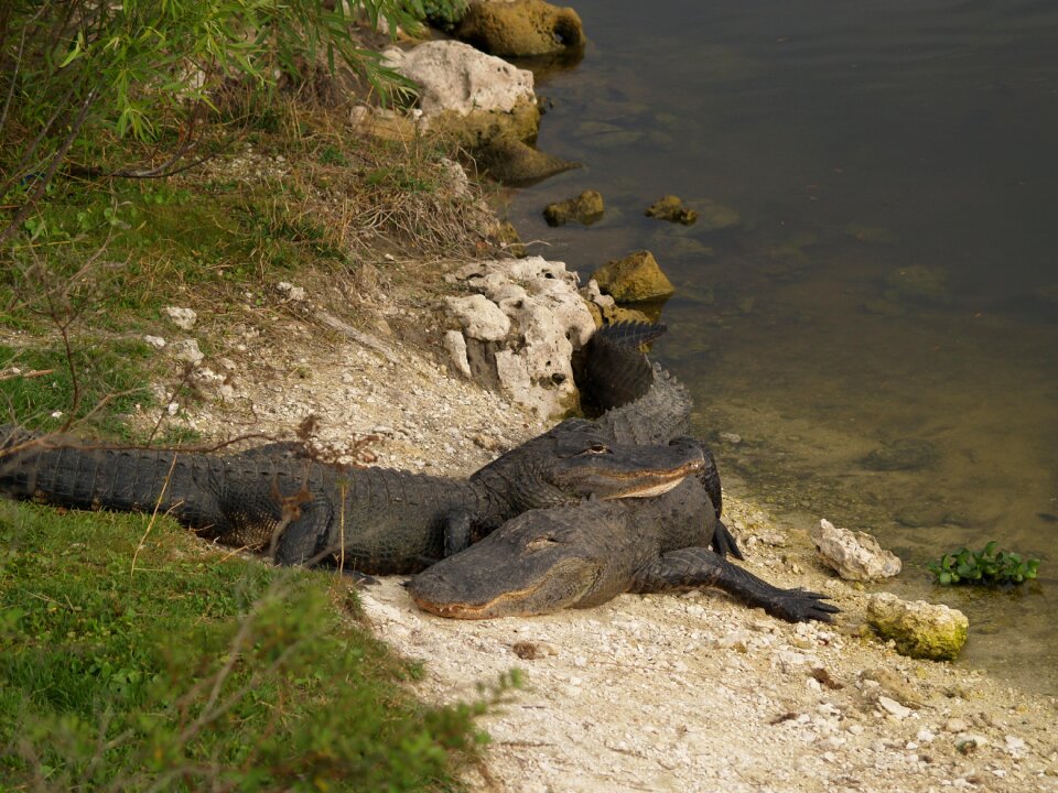 Reptile florida everglades