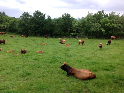 Cow livestock field
