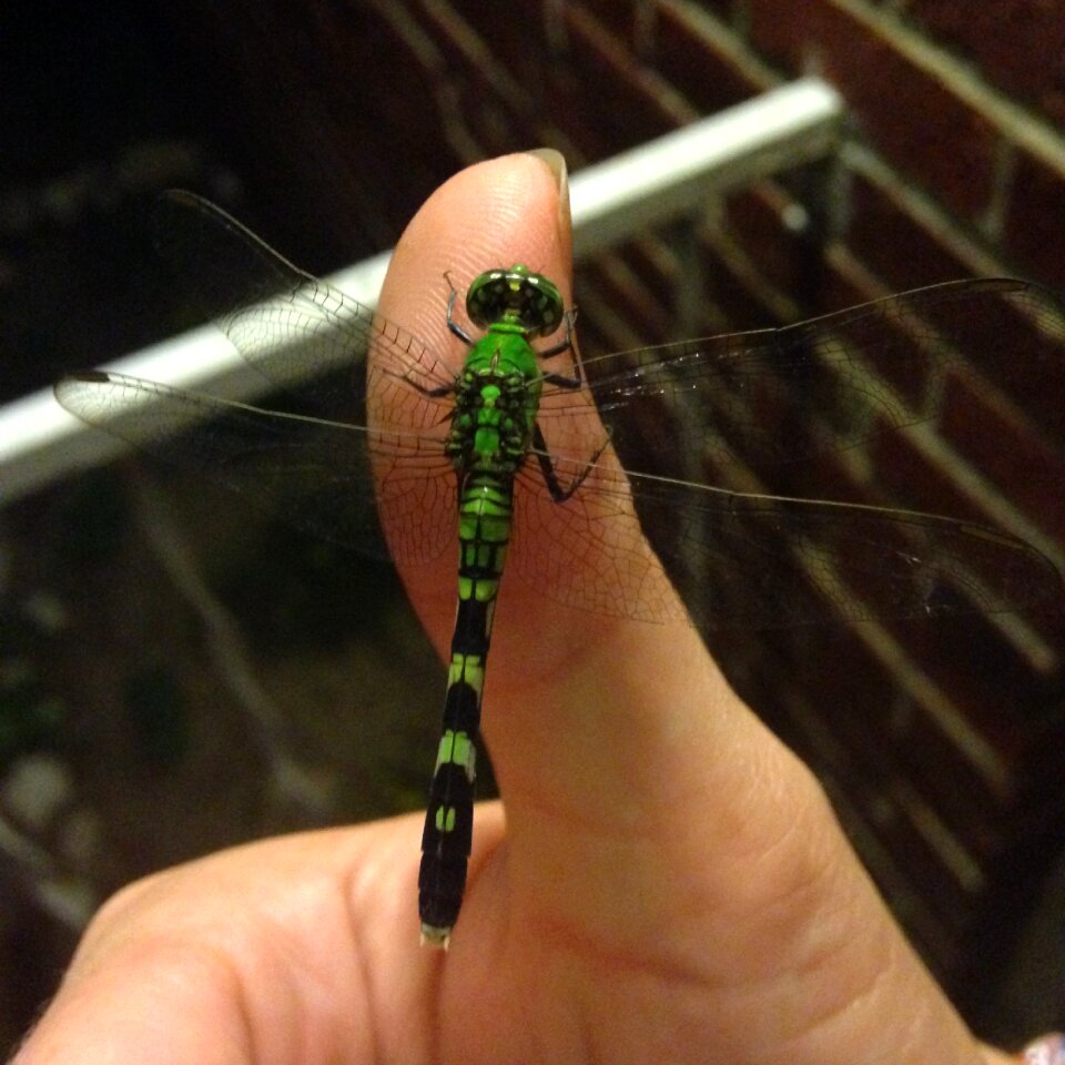 Insect wings hand