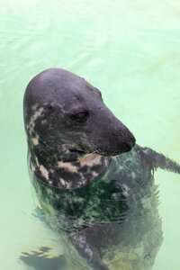 Mammal animal world north sea