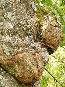 Canker fruit tree cancer fungal infection