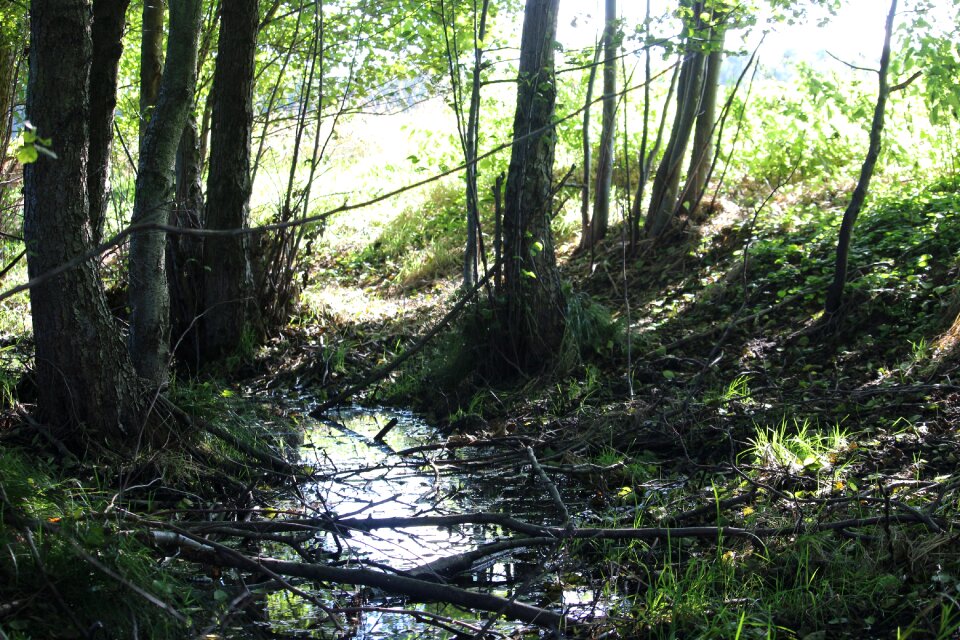 Nature forest watercourse