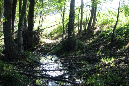 Nature forest watercourse