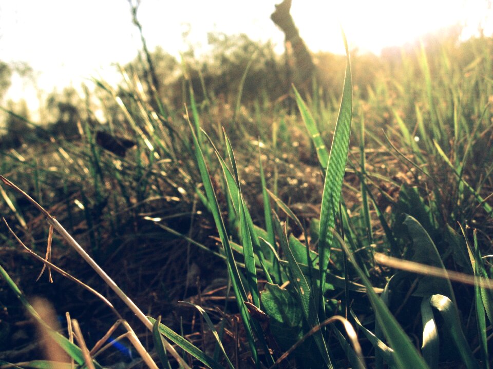 Grass greens straw