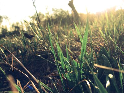 Grass greens straw