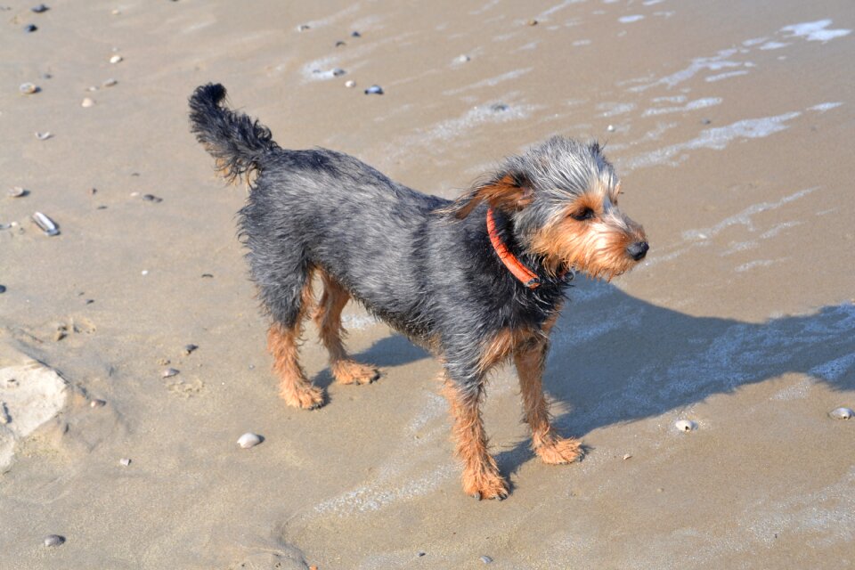 Mongrel dachshund yorkshire terrier animal photo