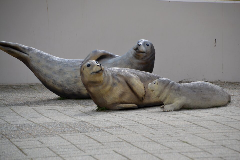 Water mammal animal world