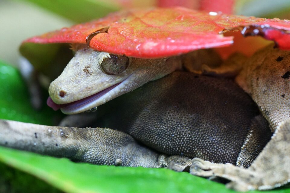 Gecko animal world reptile