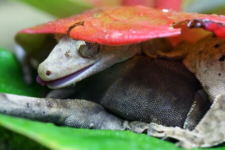 Gecko animal world reptile photo