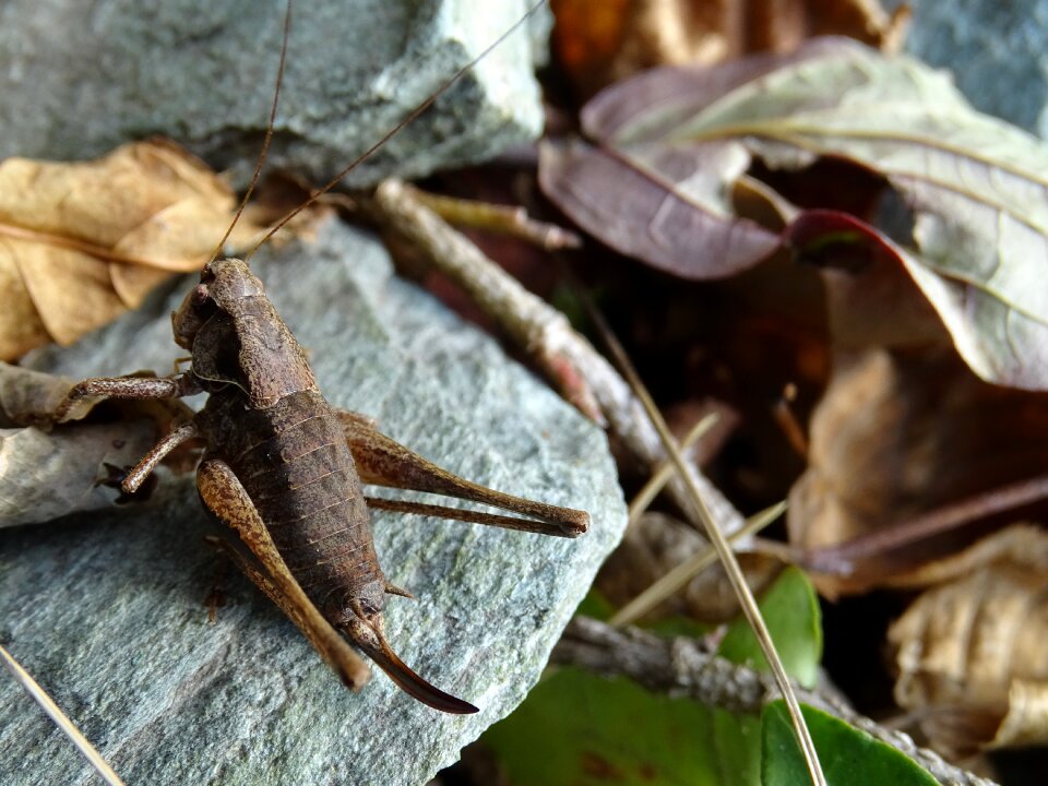 Autumn brown stone