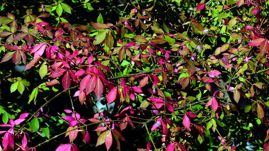 Fall foliage fall color tree