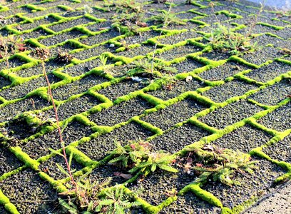 Symmetry garden bottom