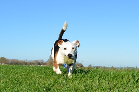 Small dog tennis ball animal portrait photo