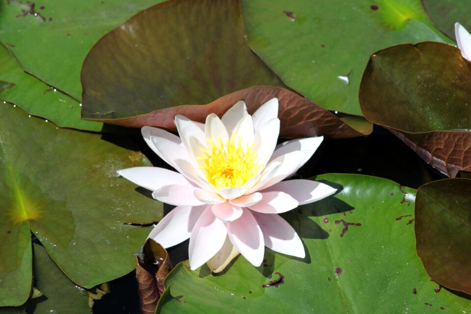 Water petals leaves
