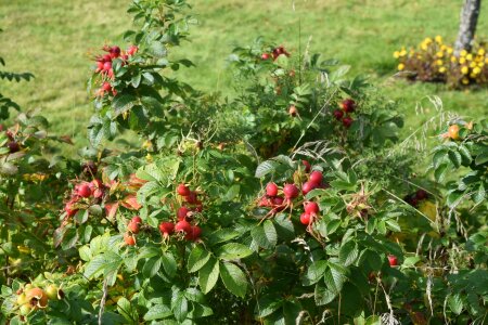 Rose hips bush nature photo