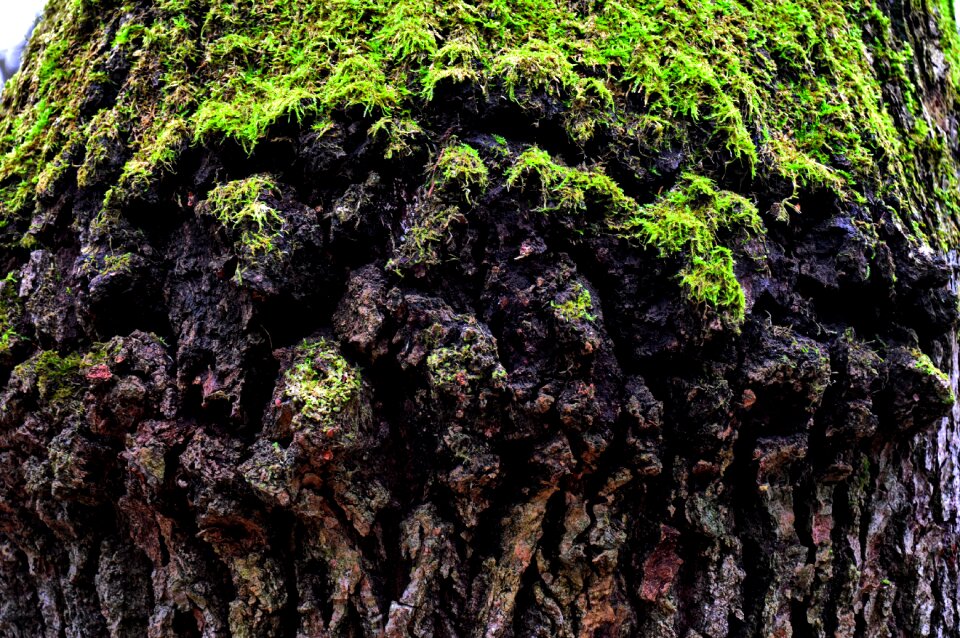 Old tree mossy tree trunk nature