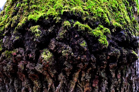 Old tree mossy tree trunk nature photo