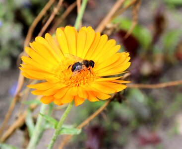Yello flower nature