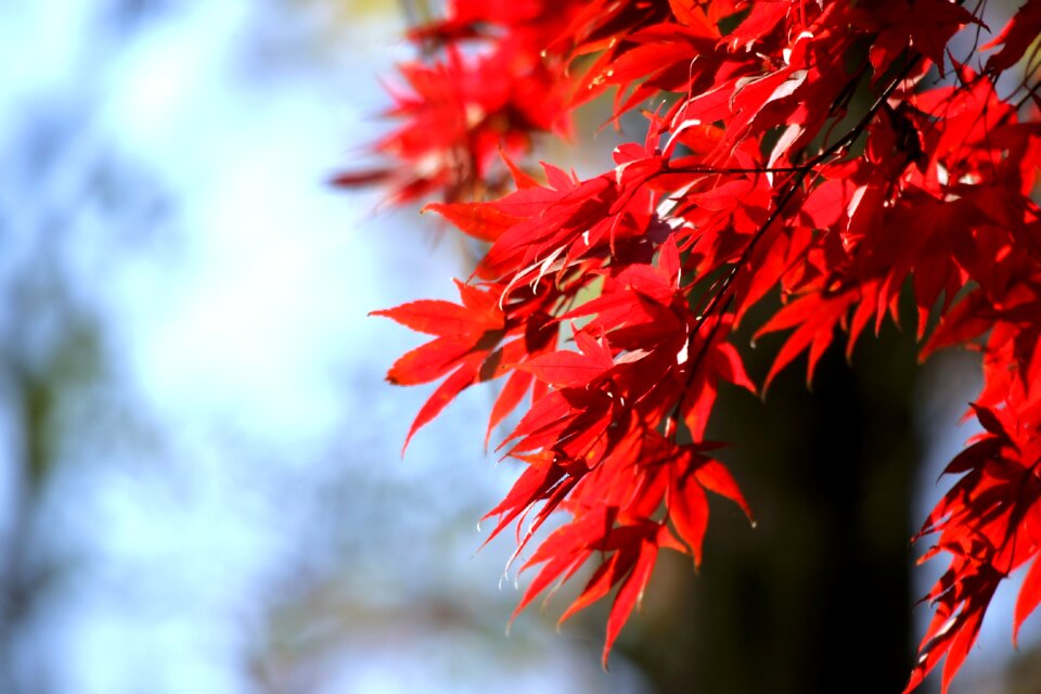 Autumn wood red maple leaf