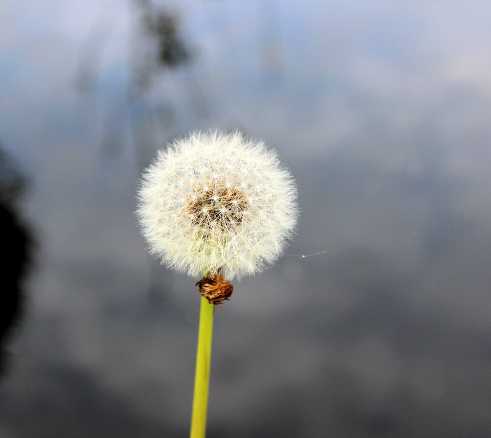 Dandelion overblown fluff