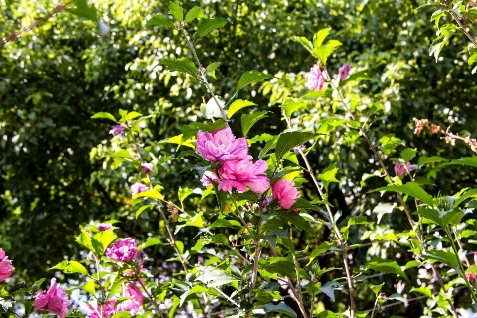 Views hibiscus natural
