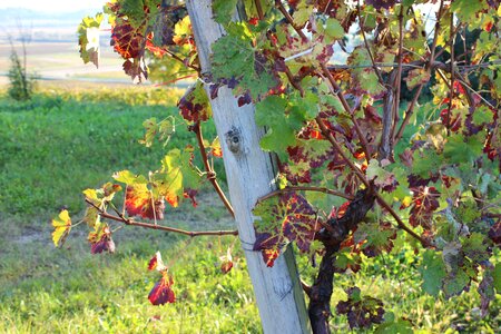 Fields grapes summer