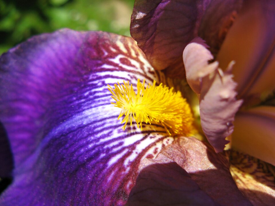 Dark purple violet blossom