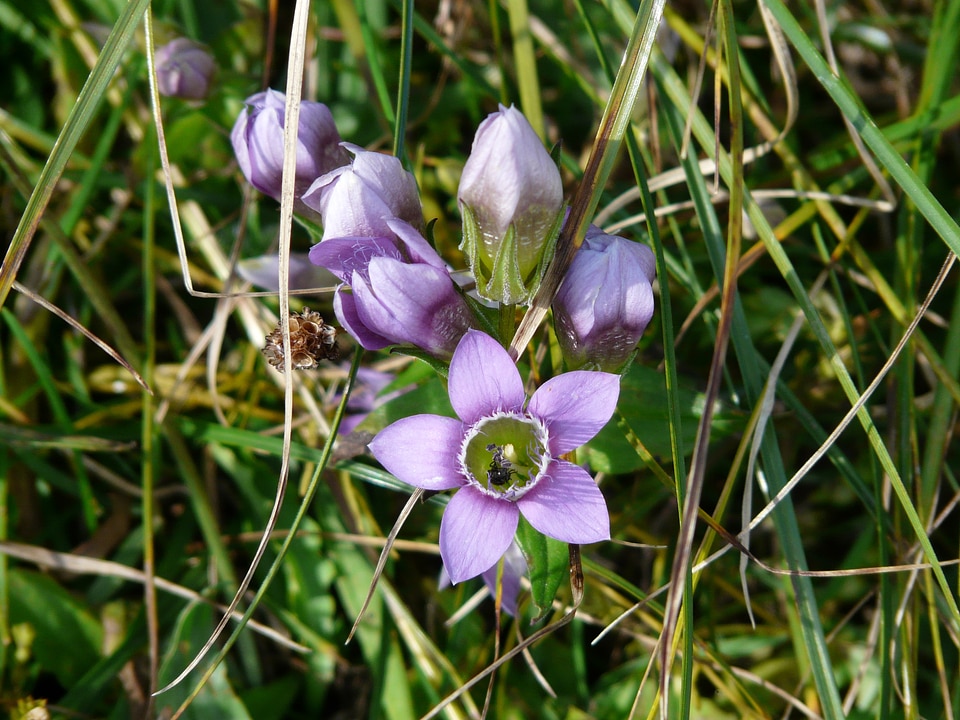 Fringed gentian alpine flower blossom