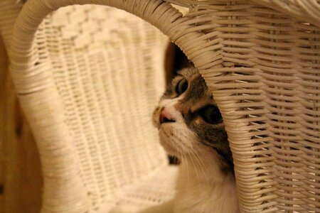 Home pet basket