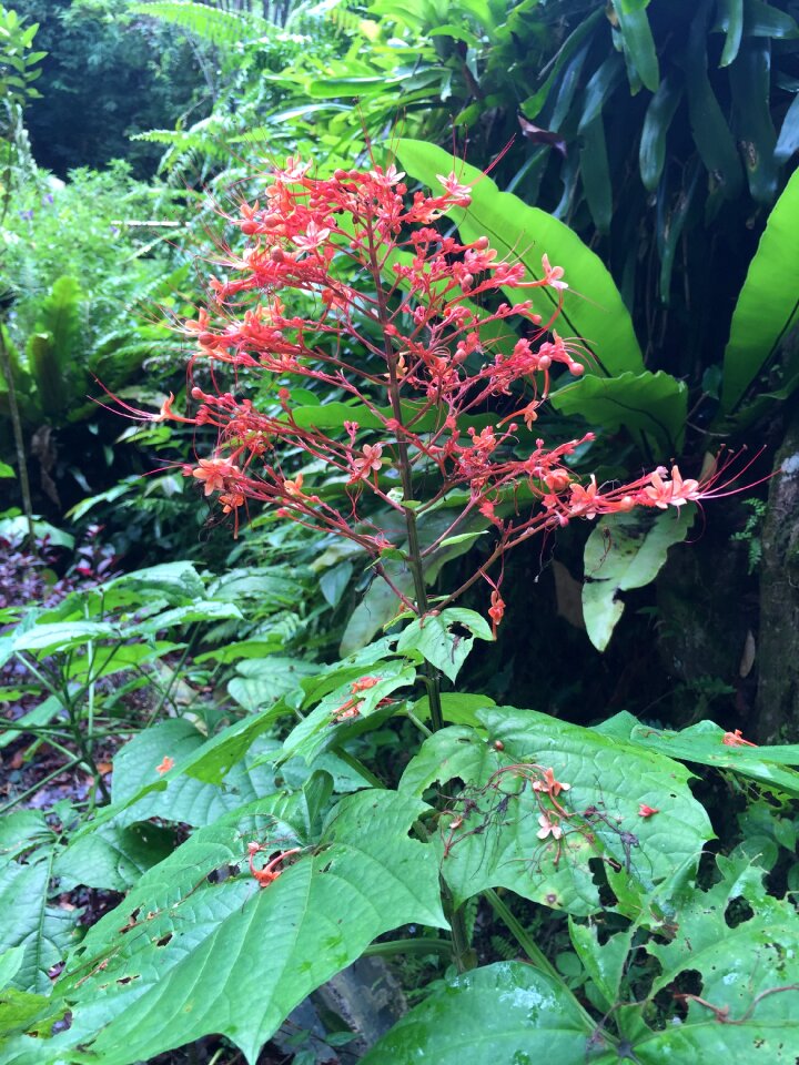 Garden tropical flowers