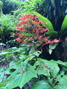 Garden tropical flowers