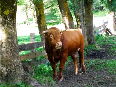Brown bull cattle animal photo