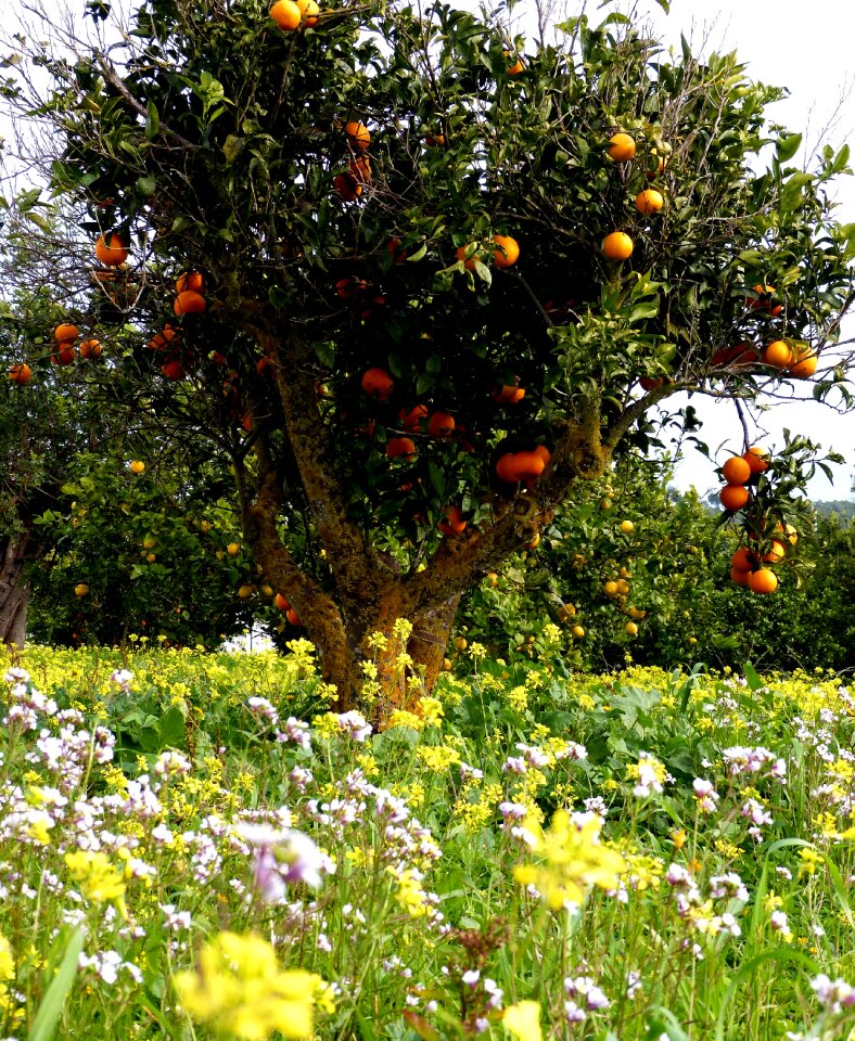 Flower meadow tree fruits
