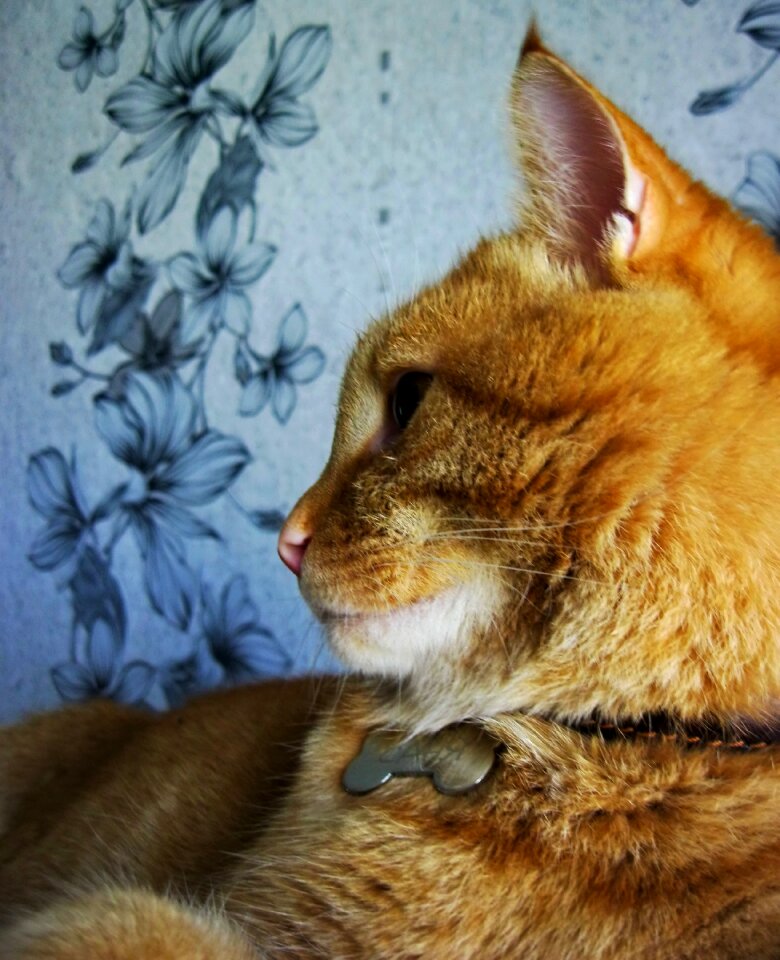 Cute domestic portrait