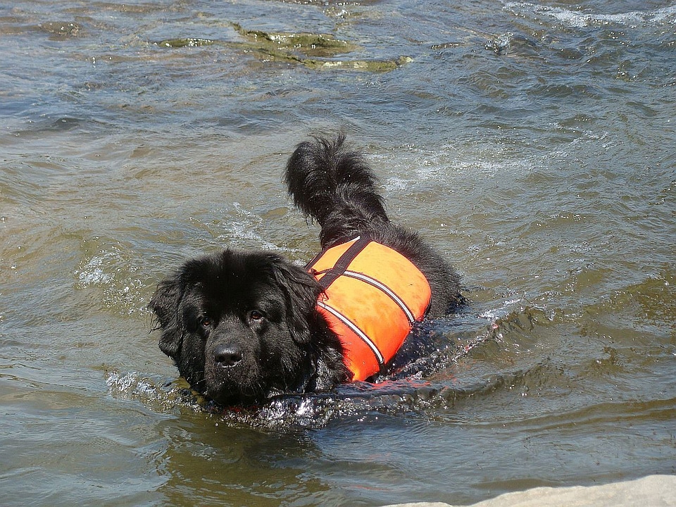 Water rescue gray dog