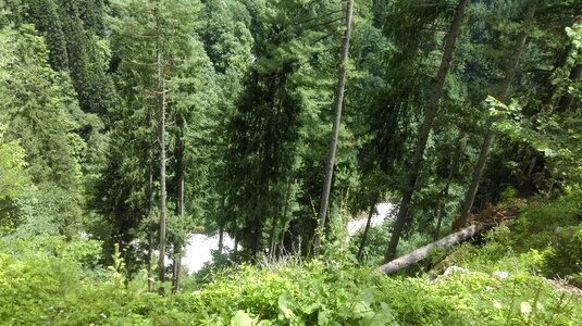 Forest nature landscape