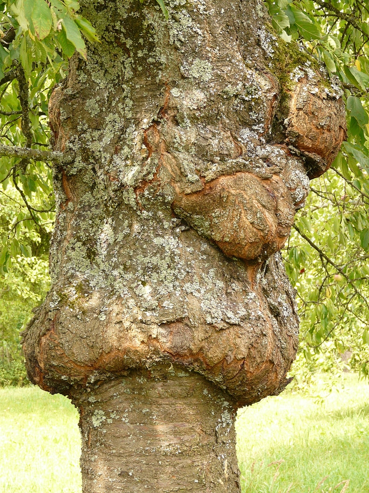 Canker fruit tree cancer fungal infection