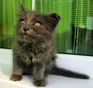 Cute young animal