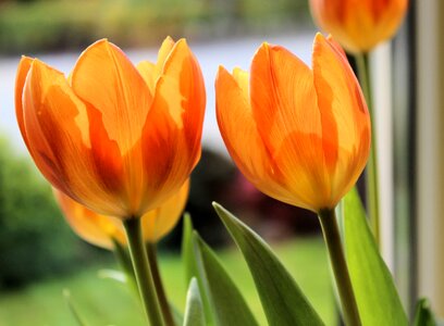 Tulip orange spring